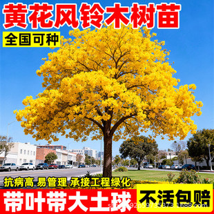 �S���L�ľ���玧�ϻ�����ͺ����L����ͥԺ�쾰���F���ܾG��ֲ��