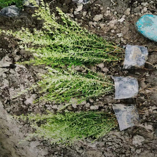 ʒɽ���س��� ���G�̶� ���Թ���Ʒ�N�Rȫ���󃞻�  ���@