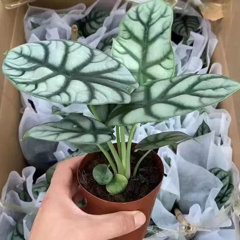 Белый носорог, чешуя дракона, морской каалиум, комнатное растение в горшке с двойным почвенно-водным культивированием, поглощающее формальдегид, засухоустойчивое, легкое в уходе ленивое растение.