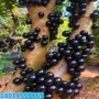 嘉宝台湾庭院盆栽果树苗
