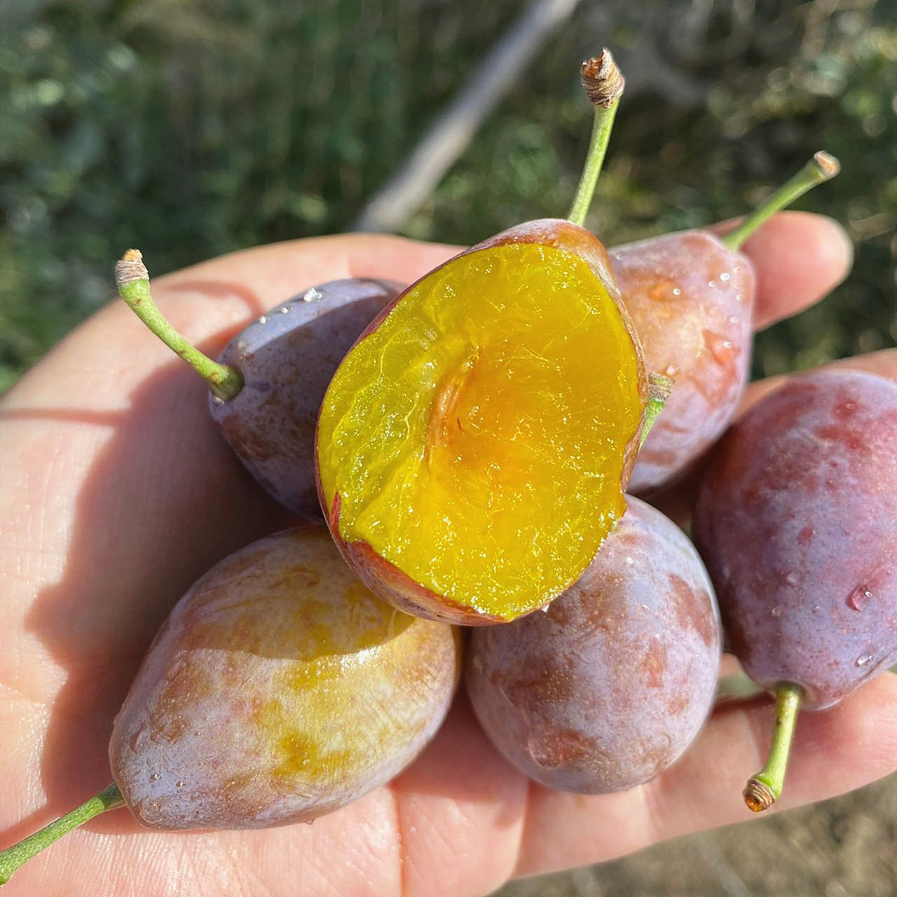 da63f10ac9e1a0e5e9e18ca3c6d45a