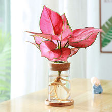 ����ʺ����t�����k���҃�����ȩС�Gֲ����ˮ��ֲ����B�׳ɻ�