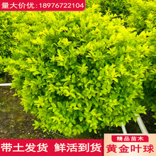 һ�����l�S���~��������ͥԺС�^���~Ůؑ�G���ļ����ྰ�^�G����