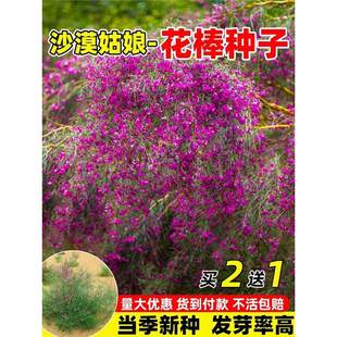 �����N�����ݷN�ӹ�ɳ��ľ�N�Ѽ�֦���S��ţ����Ϸ��L�^�p�ͲݷN