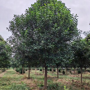 ������ľ���ع������~Ůؑ�ļ����G�������~Ůؑ