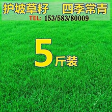 草坪种子护坡草籽四季常青绿化黑麦草狗牙根高羊茅耐旱庭院草皮孑
