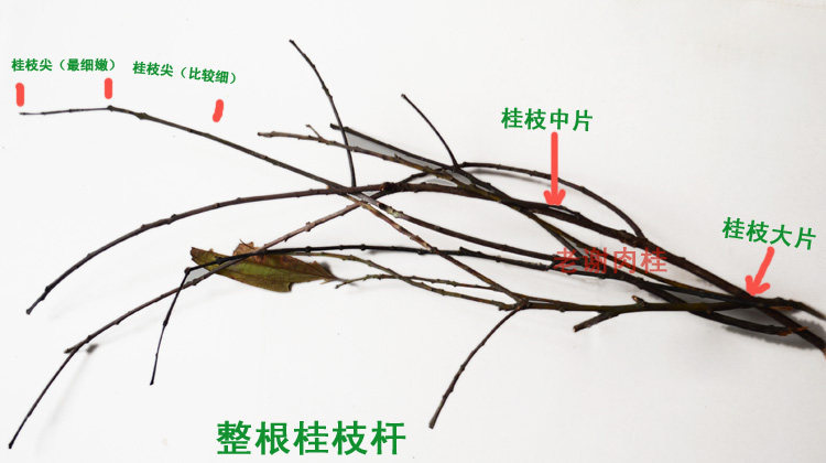 Gui Zhi Dried Cinnamon Twig Slices 250g Guangxi Wild Cassia Twig TCM Decoction Herb key features
