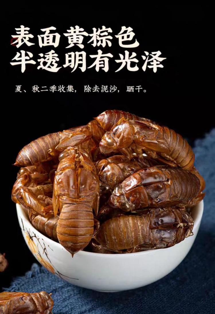 Chan Tui (Cryptotympana pustulata) — Wild-Harvested Dried Cicada Slough, 500g quality and texture