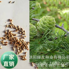 ���l���G�ɰ��� �ɘ�N�� ���~�ɘ�N�ӈ@�־G����N��