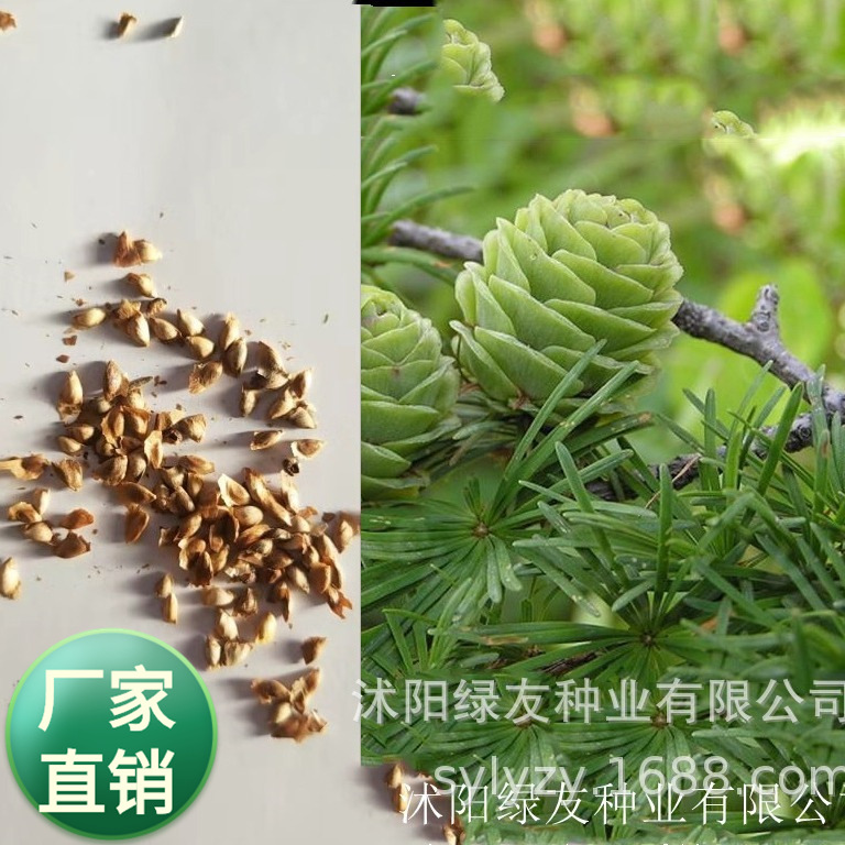 批发常绿松柏籽 松树种子 落叶松树种子园林绿化树种子
