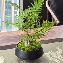 ����ʽ��ˇ��ɽ�廨����Gֲ�辰�Ӱ巿��ƿ�͏d�ۘ�̎�մ���