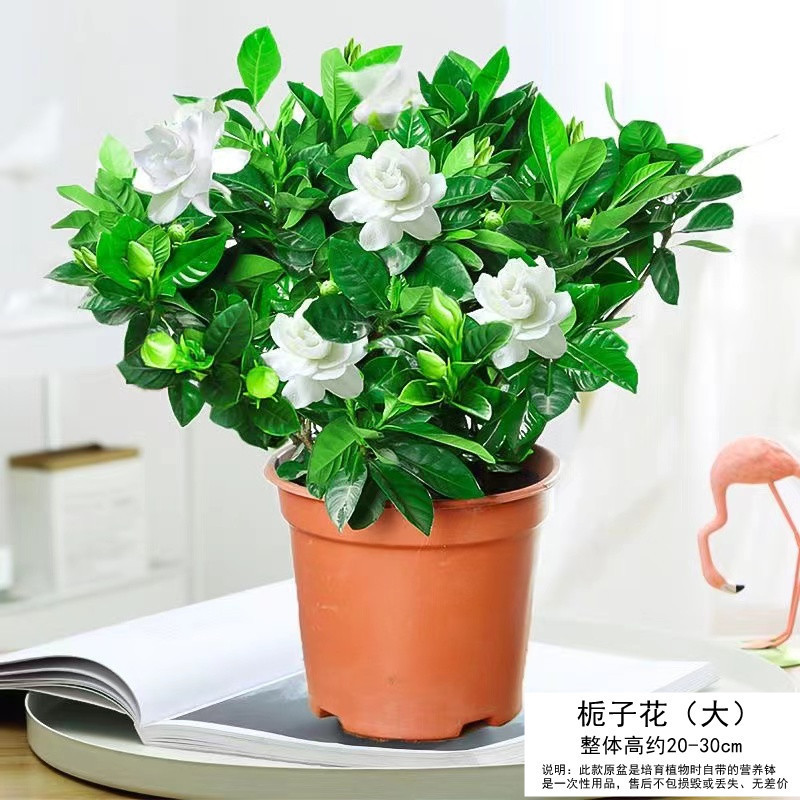 [추천가치] 영양비료가 포함된 프리미엄 치자나무 대형화분(오리지널 흙컵)