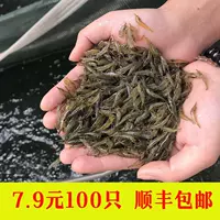 Креветки с черным панцирем, водоросли, пресноводные, живые, водорослевые, креветки, вода, травяные, очистка, корм, инструмент для аквариума, небольшой аквариум с травой, ландшафтный вид.