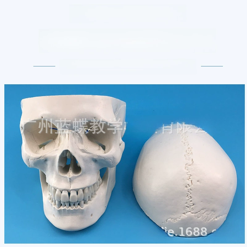 Realistic sample, skull model, training, scale 1:1, anatomy