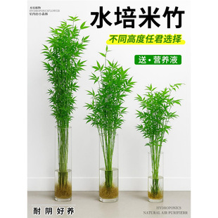 ˮ�������҃�����ֲ��ˮ���B�^�����F��������͏d���ӻ��ܾGֲ