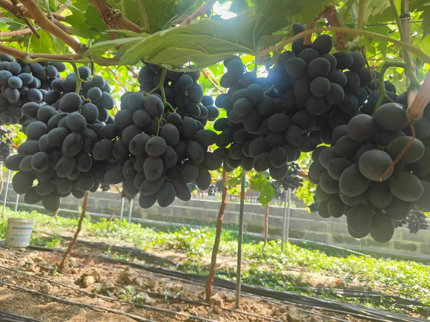 微信图片_20240804200729