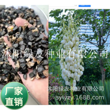 批发 剑麻新种子又名菠萝麻 龙舌兰科龙舌兰属 是一种多年生热带