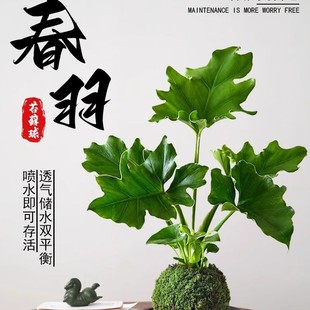 沭阳竹夕美电子商务中心