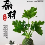 春羽水培植物苔藓球托盘客厅办公室内桌面耐阴绿植四季好养微景观