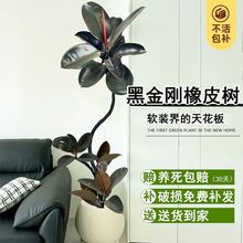 黑金刚橡皮树客厅室内大型绿植盆栽造型办公室吸甲醛四季好养