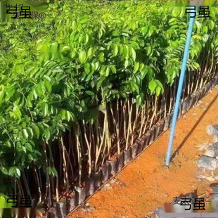 ���������������С�~�w�b10��z�ľ�S̴����̫��̴����