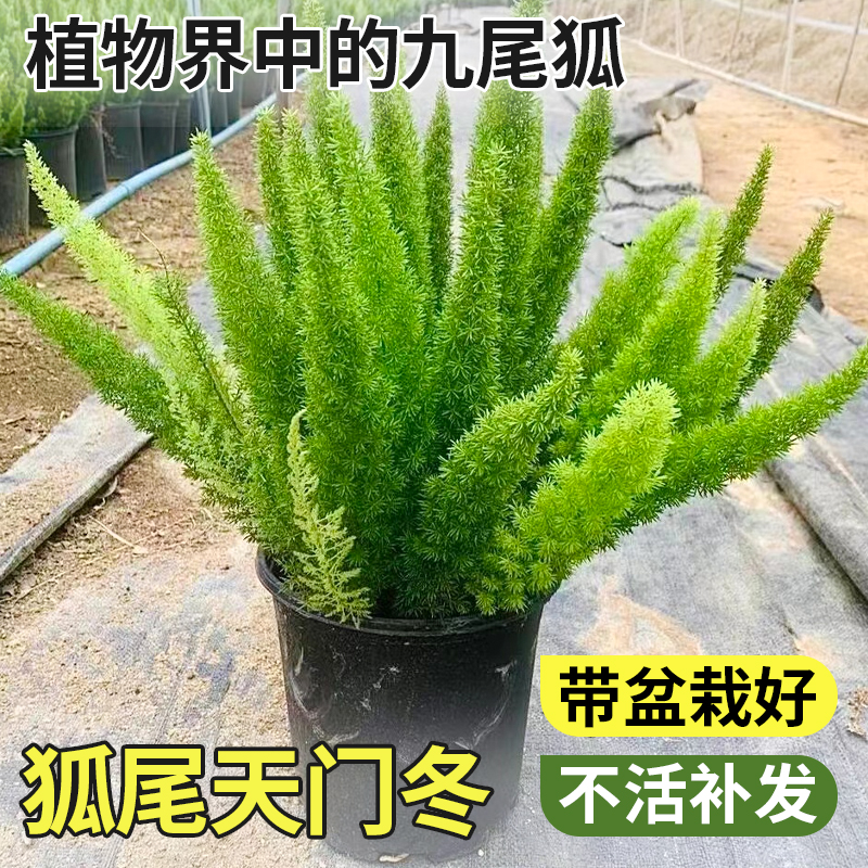 阳台四季常青盆栽植物庭院花园九尾狐绿植狐尾耐热花卉易养天门冬