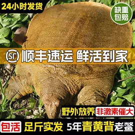 西式糕点;膨化;传统糕点