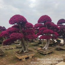 基地供应造型红花继木 园林景观绿化行道树红花继木 造型风景树