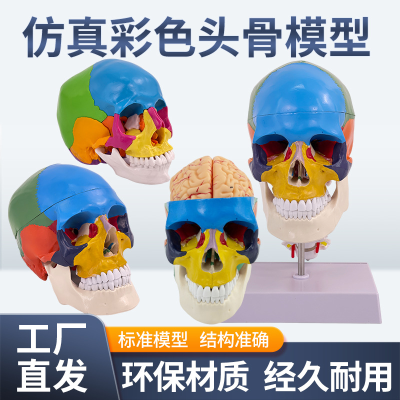 ��ɫͷ�Ǵ���׵����ģ������ͷ­�� ɫ�Է��� 1��1��ɫ��������