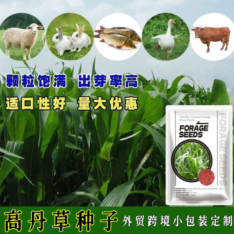 Внешняя торговля, трансграничная малая упаковка, семена травы, семена пастбищ, суданский травяной ковер, суданский травяной ковер, высокоурожайная трава, оптовая продажа травы для разведения скота