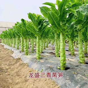 ������n�S�N�Ӽt���~�n�S�N���͟��ļ��ͺ�Խ���˷N�ļ��n�ķN��