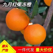 秭归九月红早红脐橙应季新鲜橙子整箱多汁香甜鲜果水果批发果冻橙