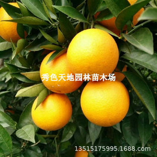 ľ���۶����٘���ľ����ľ���۶����Ә�������缃��o��Ě�ȹ���