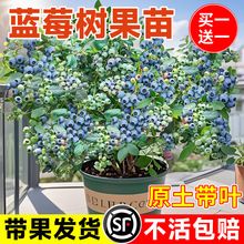 {ݮԎشY̨ļϱNֲ{ݮ