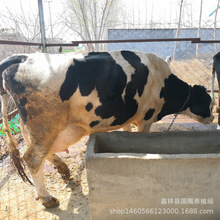 小牛犊价格 小牛犊养殖场 荷斯坦小牛犊 高产奶牛