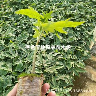 �V����ľ�������Ե��԰����t��ľ���玧�����~����Y������ľ����