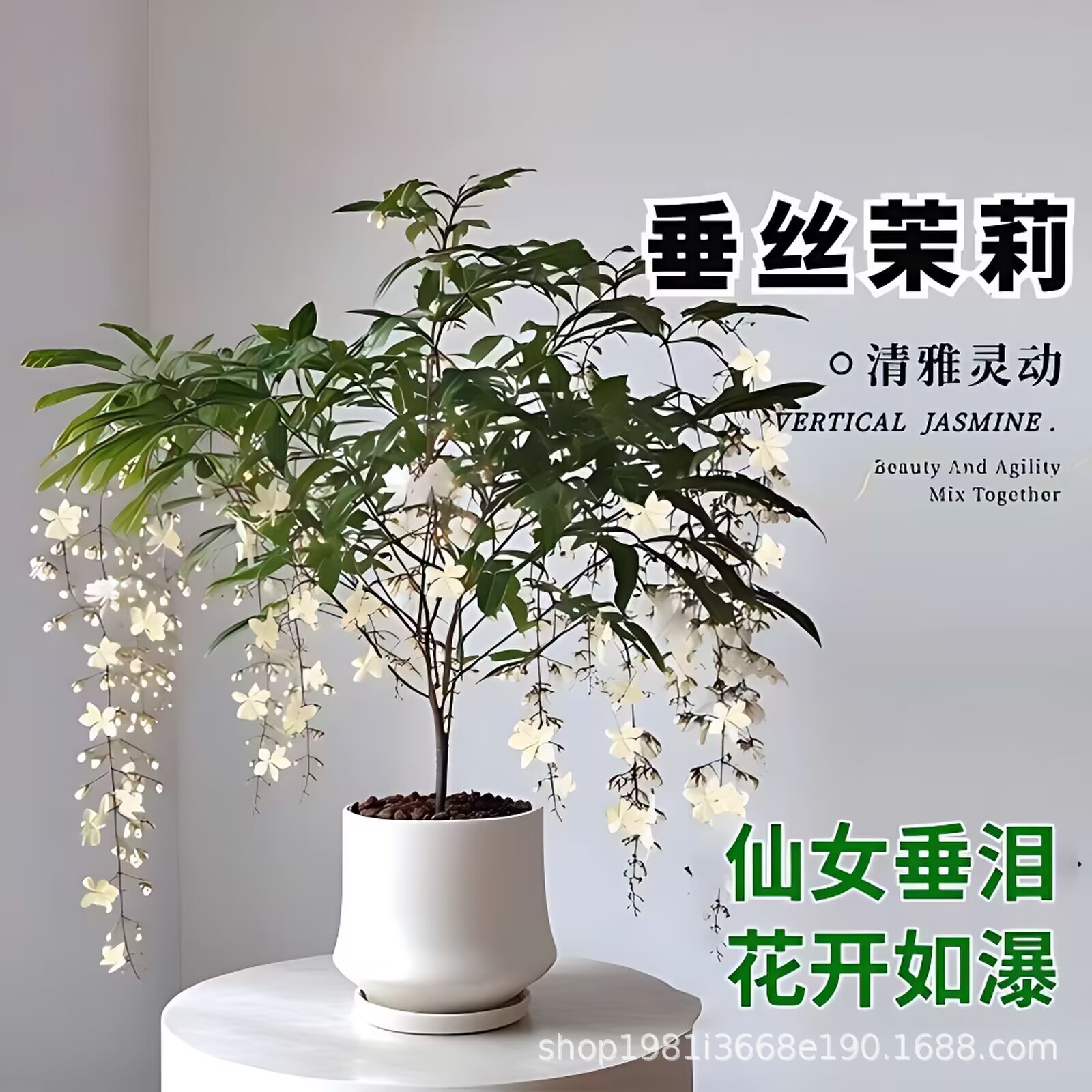 室内装饰垂丝茉莉吊兰盆栽四季常绿清新客厅卧阳台室浓香花卉绿植