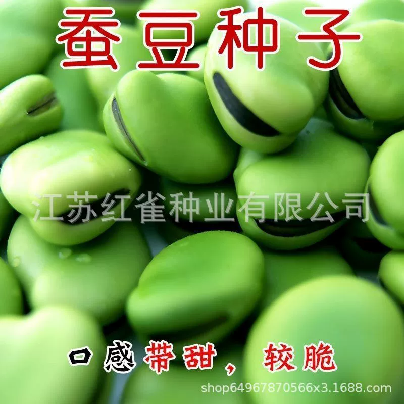 Семена бобов крупнозернистых, высокоплодородные, подходят для посадки весной, осенью и зимой, раннеспелые и морозостойкие.