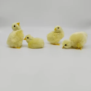 Мягкий цыплёнок реалистичная фигурка