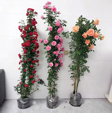 1.5米藤本月季花蔷薇花浓香型爬藤植物庭院四季花卉盆栽 玫瑰月季