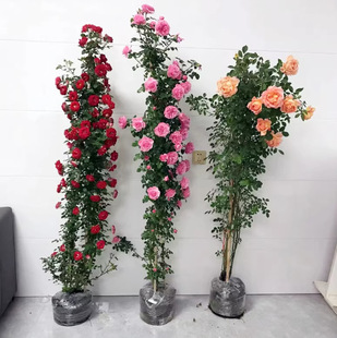 1.5m Vine Rose Flower Rose Flower Strong Fragrance Climbing Plant Garden Four Seasons Flower Potted Rose Rose