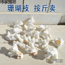 天然diy装饰碎枝真装饰鱼缸底部海螺贝壳珊瑚石地台铺底珊瑚跨境