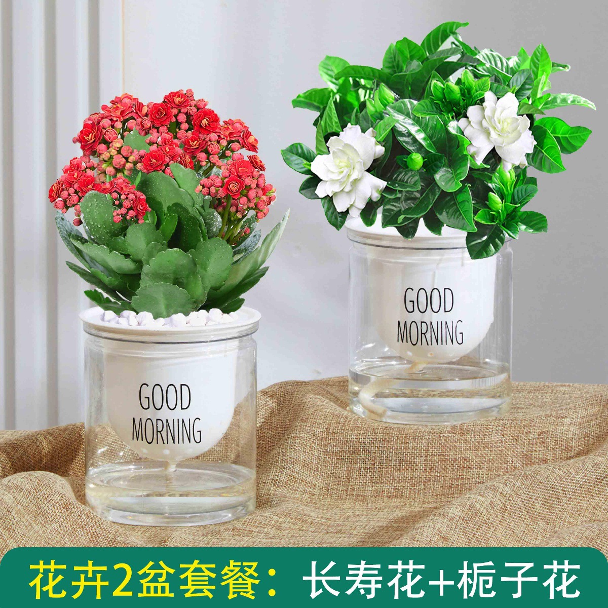 카멜리아 + 치자나무 (굿모닝 화분) + 영양액