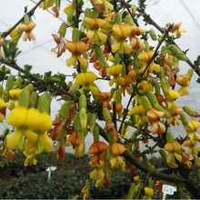 ȸ÷\uzȸSȸֲ辰҃ͺ^