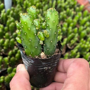 Zhangzhou Succulents Wholesale Lucky Hand One Pot 4 Bare Root Florals and Green Plants Potted Gardening Bonsai