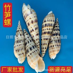 Bamboo shoot snail natural shell conch fish tank aquarium landscape platform decoration photography industrial ornaments manufacturers wholesale