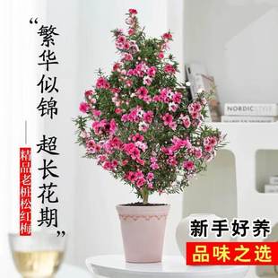紅梅盆栽圖片- 海量高清紅梅盆栽圖片大全- 阿里巴巴