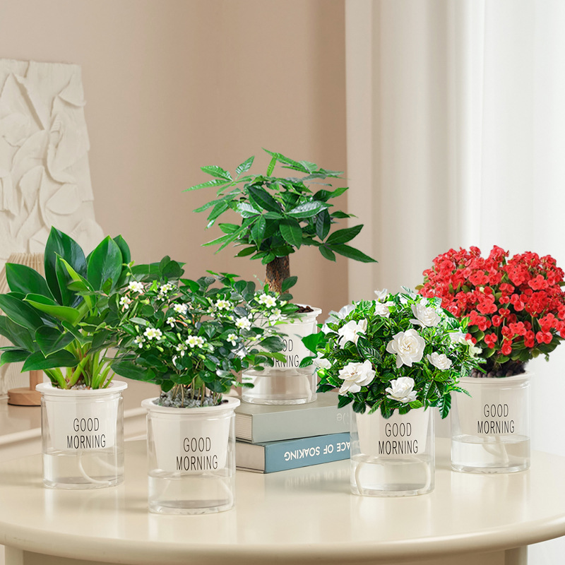 골든 다이아몬드 + 머니 트리 + 치자나무 + 구리향 + 철베고니아(굿모닝 분지) + 영양액