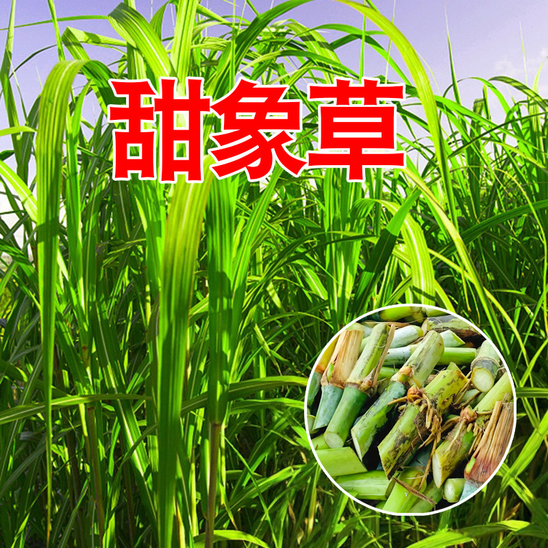 无毛甜象草3号种节耐寒牧草王高产皇竹草巨菌草红象草多年生种子