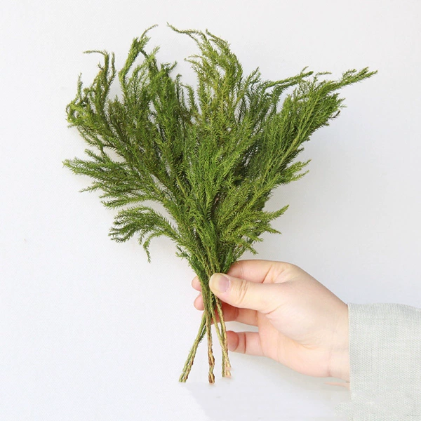 5 dried lycopodium stalks—dried flower bag